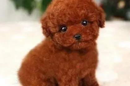 泰迪犬|泰迪犬的腿一瘸一拐是怎么回事