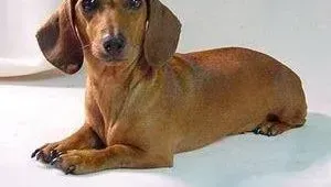 腊肠犬|腊肠犬进入生理期后有什么表现吗
