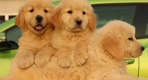 金毛|求解 金毛犬老是咬人怎么回事儿