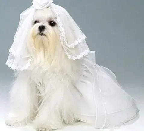 西施犬|两个月的西施犬每顿吃多少狗粮