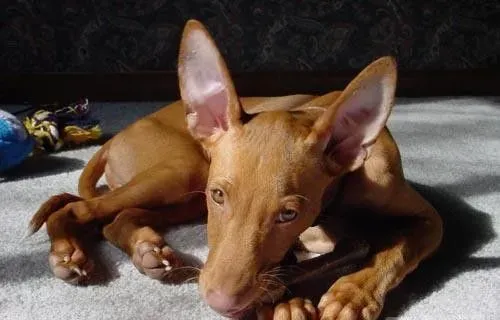 大型法老王猎犬能家养 非常适宜家养的狗狗 | 法老王猎犬