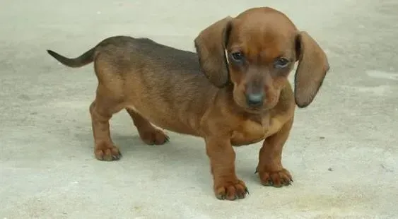 腊肠犬|怎样教腊肠狗狗与你握手打招呼