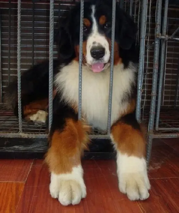 伯恩山犬|清凉一夏 如何帮助伯恩山犬度过炎热考验