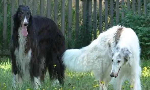 苏俄猎狼犬容易生病 苏俄猎狼犬感冒了怎么办 | 苏俄猎狼犬