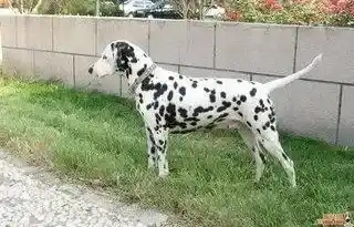 斑点狗|家有两只斑点狗如何科学喂养呢