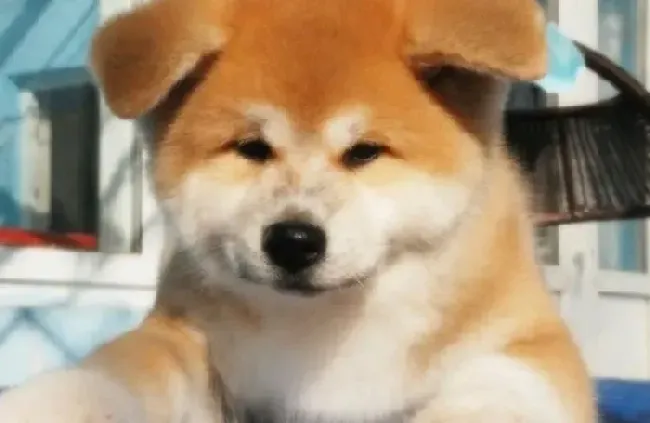 秋田犬|饮食习惯：训练秋田犬乖乖吃饭不挑食