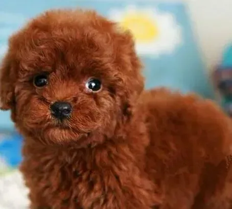 泰迪犬|心灵的窗户之怎样健康护理泰迪犬的眼睛