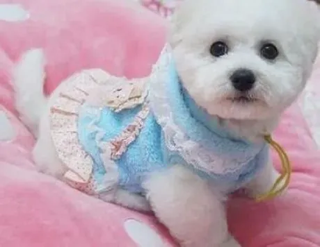 比熊犬|怎样能让比熊犬幼犬的耳朵竖起来
