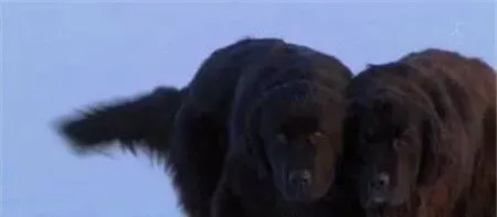 桦太犬是什么品种 一种产于日本的雪橇犬 | 桦太犬