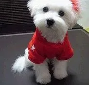 马尔济斯|家庭医生 马尔济斯犬出现食物中毒时怎么办