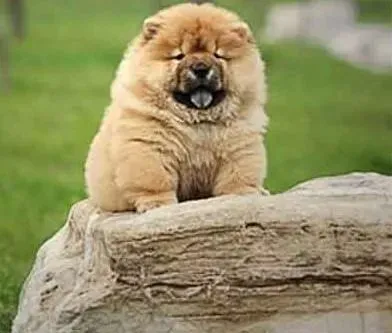 松狮犬|哪里好都不如家里好 在家给松狮犬洗澡好处多