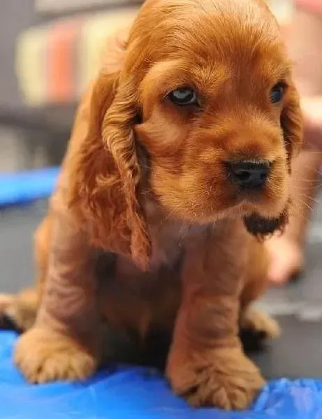 可卡犬|吃母乳阶段的可卡犬应该怎么养