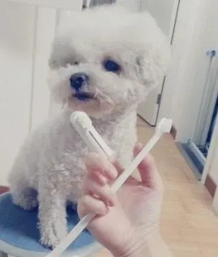 比熊犬|正确给比熊犬刷牙，每天只需两分钟