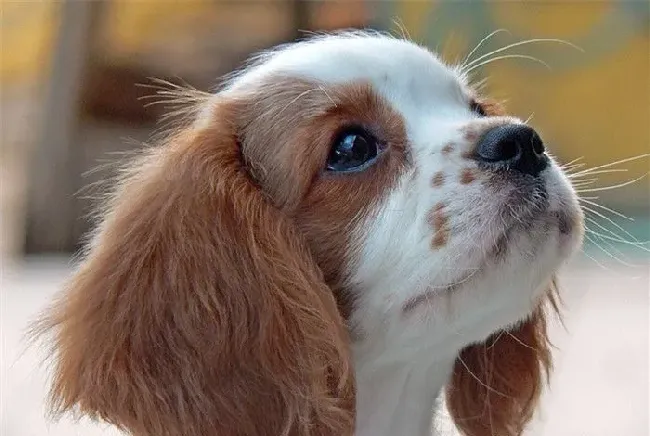 查理士王小猎犬训练 采用严厉训斥的方式训练 | 查理士王小猎犬