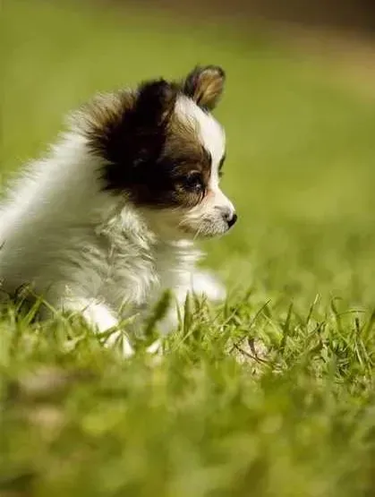 蝴蝶犬|蝴蝶犬平时吃的很多，但越来越瘦如何是好