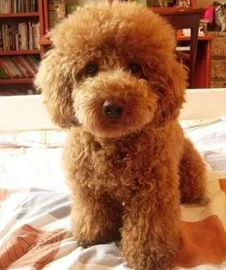 贵宾犬|正确了解肉类饲料在贵宾犬的食物中所占的比例