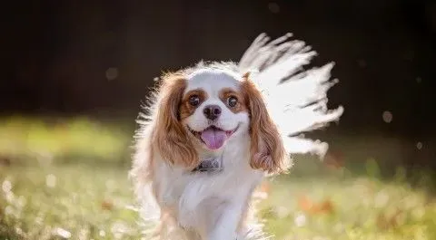 查理士王小猎犬训练 采用严厉训斥的方式训练 | 查理士王小猎犬