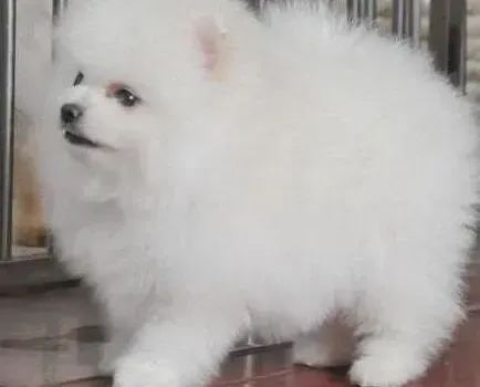 博美犬|关注博美犬排泄，关注狗狗健康