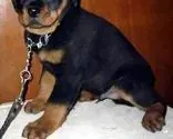 罗威纳犬|罗威纳犬浑身都散发着臭味是病了吗