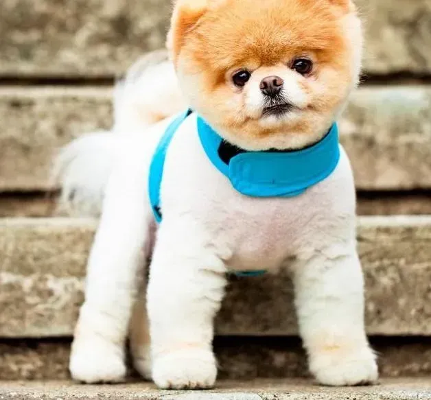 博美犬|可爱小闹钟 训练博美犬按时叫醒主人