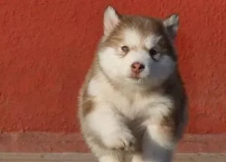 阿拉斯加犬|给阿拉斯加雪橇犬亲手做个美容吧