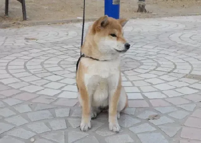 柴犬|柴犬细小康复后流鼻涕没食欲