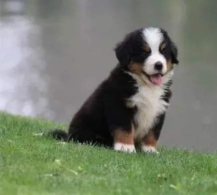 伯恩山犬|导致伯恩山犬吐黄水的原因及治疗方法