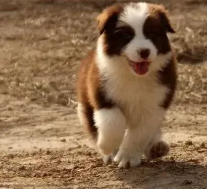 边境牧羊犬|边境牧羊犬肚皮上有黑点和皮屑是螨虫吗