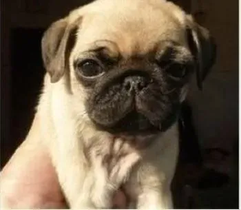 巴哥犬|吃哪些食物可以使巴哥犬被毛光泽亮丽