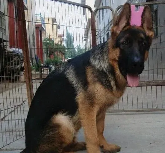德国牧羊犬|如何喂养德国牧羊犬种公犬才能培育出优良后代