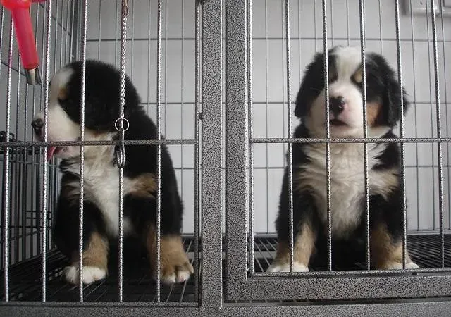 伯恩山犬|伯恩山犬的狗粮泡着吃好吗