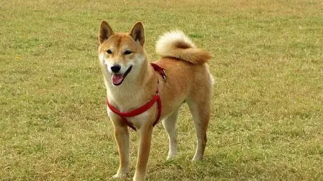 柴犬大便不成形 这三招可以解决问题 | 柴犬