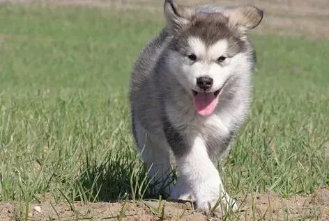 阿拉斯加犬|阿拉斯加犬遗传性皮肤病的遗传方式有哪些