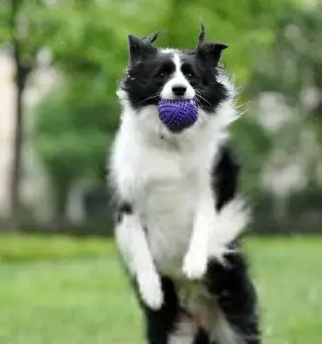 边境牧羊犬|护理新潮流之边境牧羊犬经常晒阳光的好处有哪些