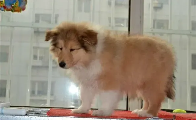 苏格兰牧羊犬|苏格兰牧羊犬剃毛后变得抑郁了怎么办