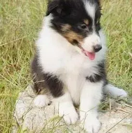 喜乐蒂|治疗喜乐蒂犬感冒的最佳办法