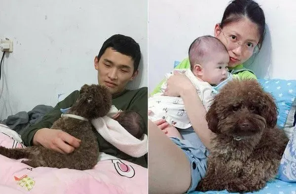 超级弟控贵宾犬 不容许任何人欺负弟弟 | 狗