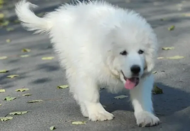 大白熊犬|怎样制止住大白熊犬的过度兴奋