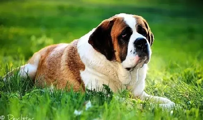 圣伯纳犬|母狗奶水不够 如何用奶粉喂养圣伯纳犬宝宝