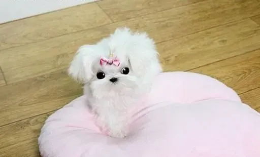 马尔济斯|饲养马尔济斯犬的常见性错误