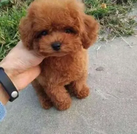 贵宾犬|为什么主人一定要给贵宾犬养成刷牙的好习惯