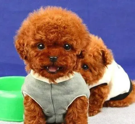 泰迪犬|健康枕边书 泰迪犬易患哪四大疾病
