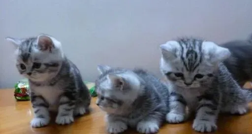 英国短毛猫好养么 性格好不会乱发脾气 | 英国短毛猫