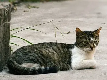 猫发情间隔 多数母猫为季节性多次发情 | 猫