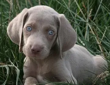 魏玛犬吃什么 幼犬不能一次吃太多食物 | 魏玛犬