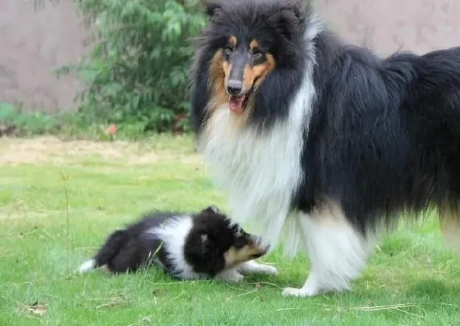 苏格兰牧羊犬|要知道与人交往是苏格兰牧羊犬天生的习性