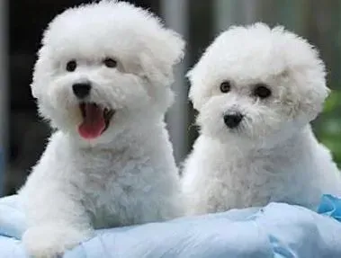 比熊犬|减少流浪狗数量 正确看待比熊犬的绝育手术