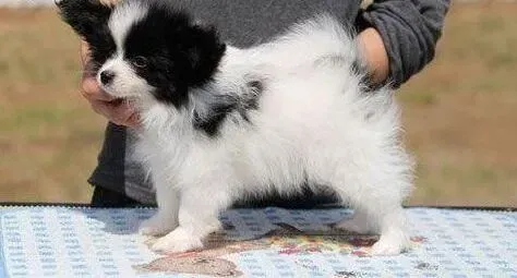 蝴蝶犬|蝴蝶犬训练的时候要掌握什么要点