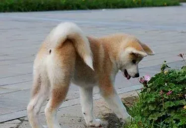 秋田犬|秋田犬一定要吃狗粮才能健康成长吗