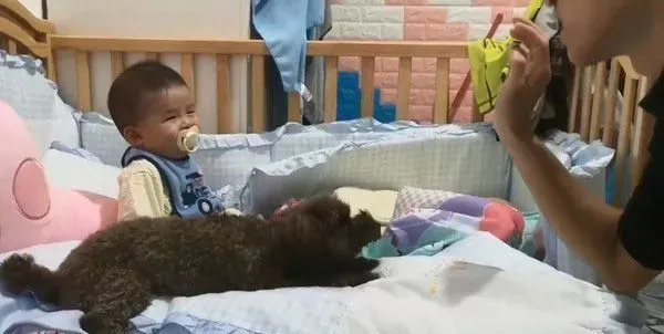 超级弟控贵宾犬 不容许任何人欺负弟弟 | 狗